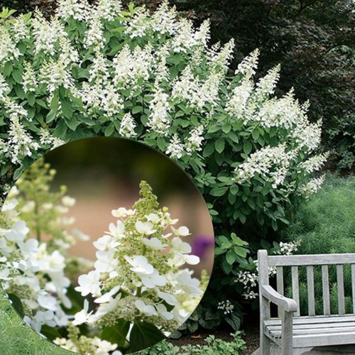 Hydrangea paniculata 'Tardiva' - Aedhortensia 'Tardiva' C5/5L